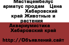 Мастацембелус арматус продам › Цена ­ 3 000 - Хабаровский край Животные и растения » Аквариумистика   . Хабаровский край